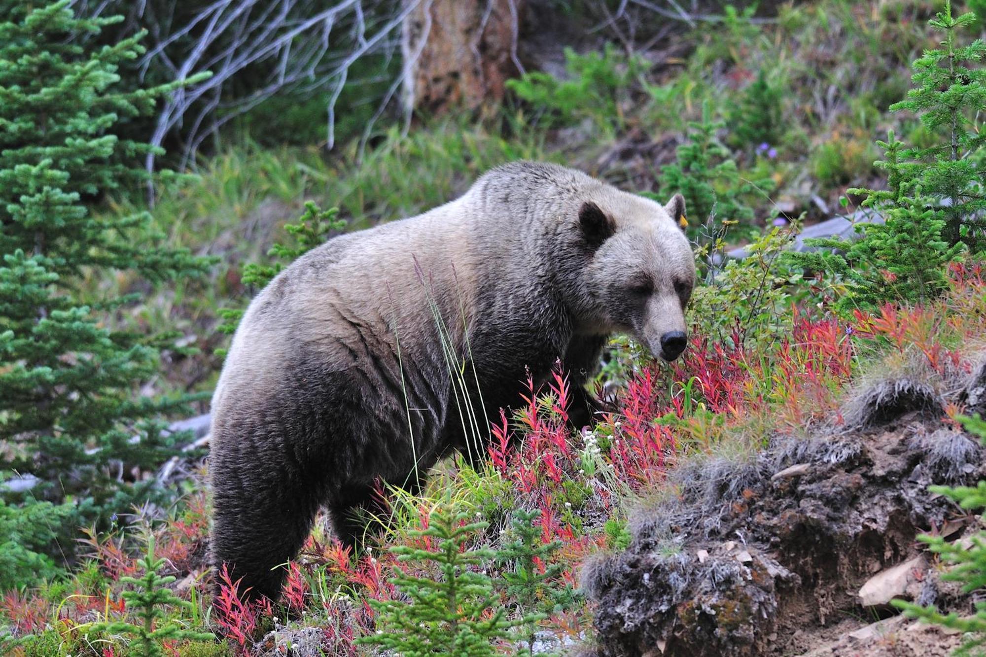 A Bear And Bison Country Inn Canmore Exterior photo